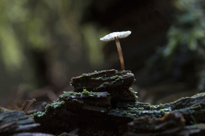 Close-up of mushroom growing on rock