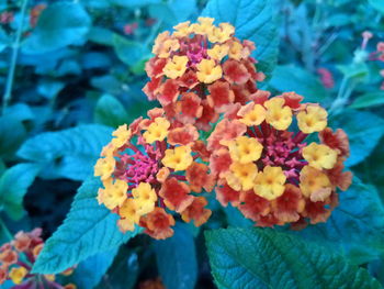 Close-up of yellow flowering plant