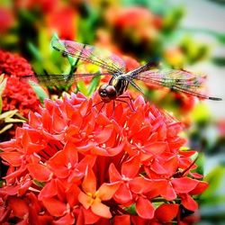 Close-up of butterfly on flower