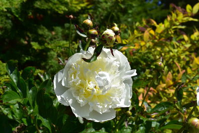 Close-up of white flowering plant
