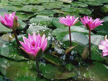 Pink lotus water lily in pond