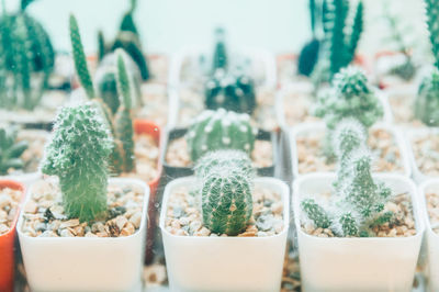 Close-up of potted plants