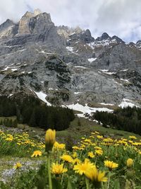 Yellow flowering plants on field against mountains