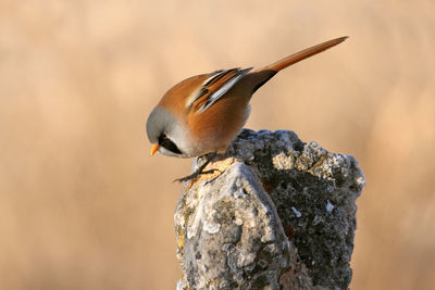 Close-up of bird perching on rock