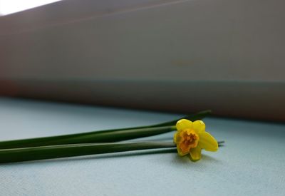 Close-up of yellow flower on table