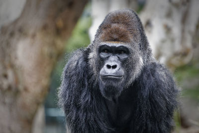 Close-up portrait of monkey