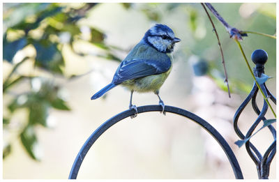 Close-up of bird perching on metal