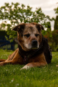 Portrait of dog relaxing on field