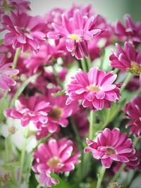 Close-up of pink flowers blooming outdoors