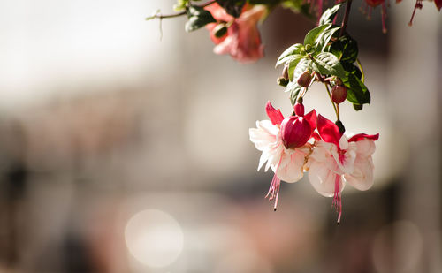 Close-up of fresh flowers blooming outdoors