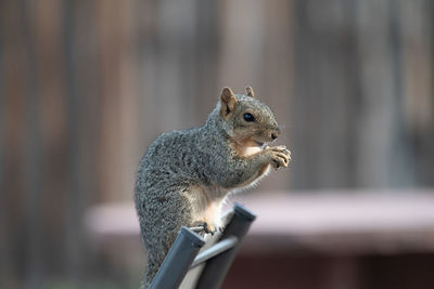 Close-up of squirrel eating food