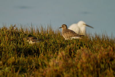 Bird perching on grassy land against sea at sunset