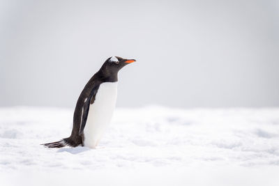 Gentoo penguin stands in profile on snow