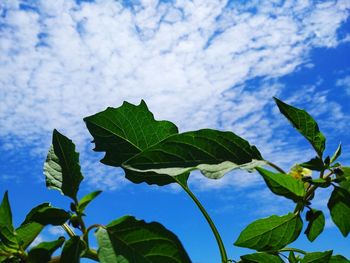 Close-up of leaves against blue sky