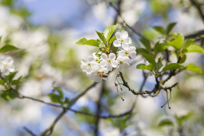 Close-up of white cherry blossoms in spring