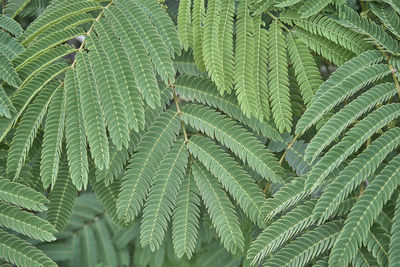 Texture of branches and leaves of albizia as plant background. albizia julibrissin, silk plants