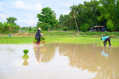 Rear view of men walking in water