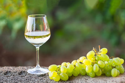 Close-up of wineglass on plant