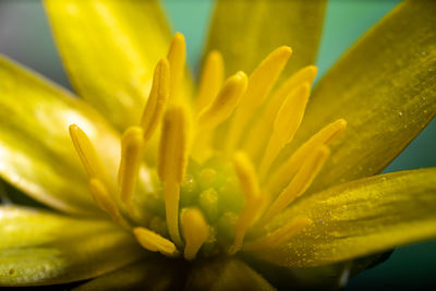 Close-up of yellow flowering plant