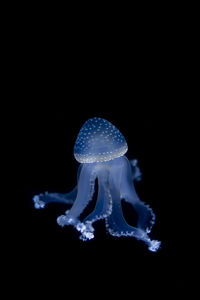 Close-up of jellyfish swimming in water against black background