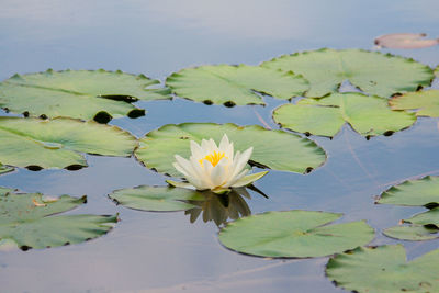 Close-up of lotus water lily in pond