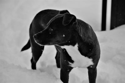 Dog standing on snow covered land during winter