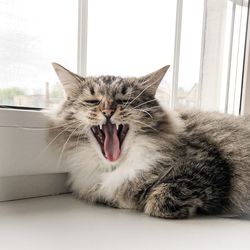Portrait of cat yawning on window sill
