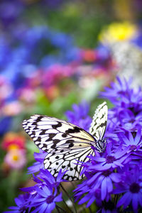 Close-up of butterfly on purple flower