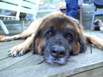 Portrait of labrador resting on porch 