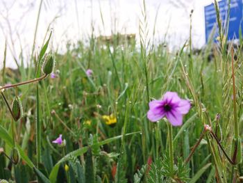 Close-up of flowers blooming on field