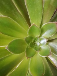 Close-up of plant