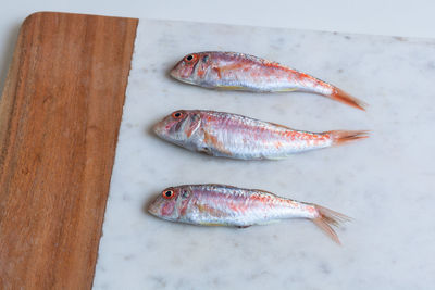 High angle view of fish