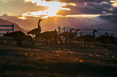 View of birds at beach during sunset