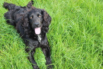 Portrait of dog on field