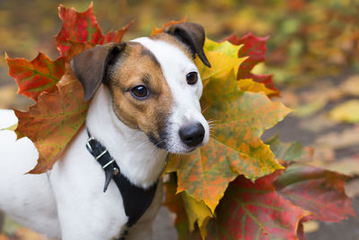 Close-up portrait of dog on leaves during autumn