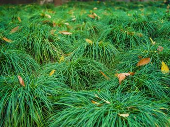 High angle view of bird on grass