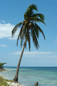 Palm tree by sea against sky