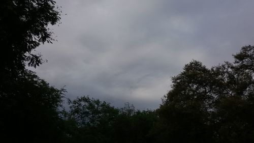 Low angle view of trees against cloudy sky