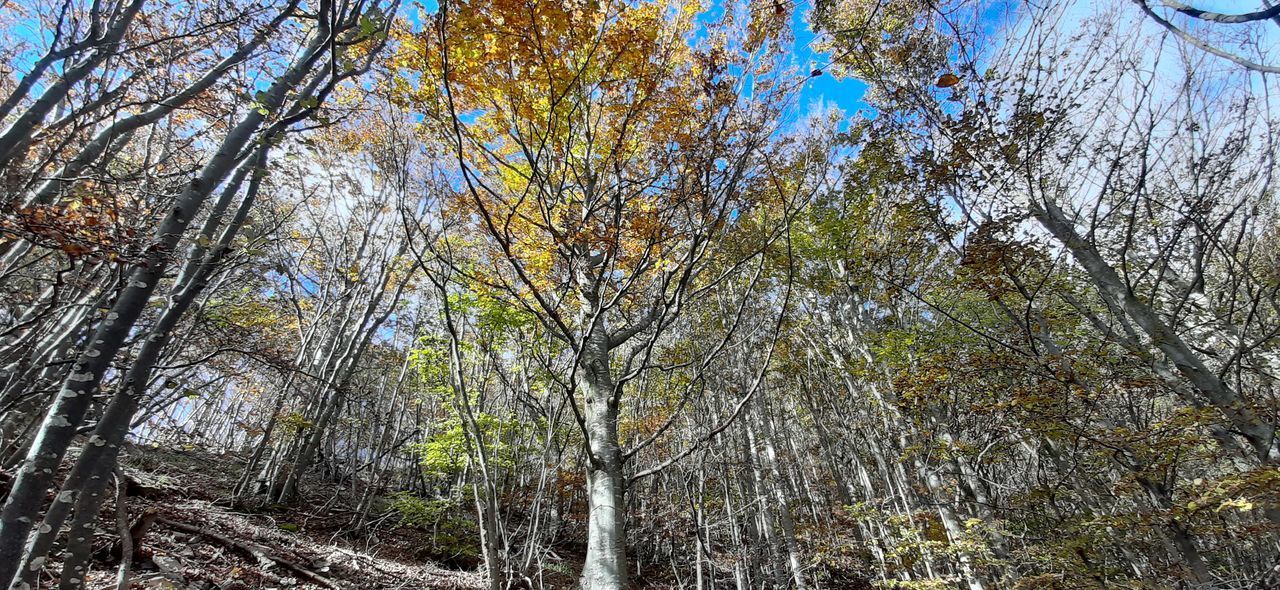 LOW ANGLE VIEW OF TREES DURING AUTUMN