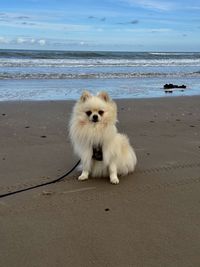 animal
