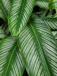 Full frame shot of palm tree