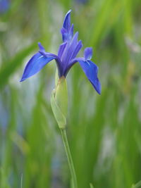 Close-up of purple flowering plant