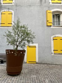 Potted plant against grey wall of the house