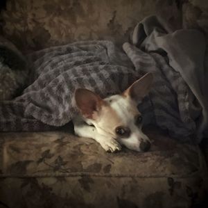 Close-up of dog sleeping