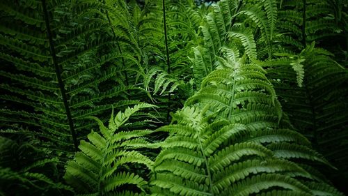 Full frame shot of green leaves