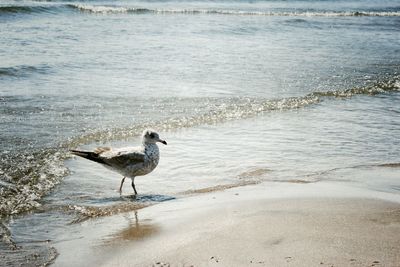 Bird perching on shore