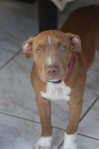 Portrait of dog standing on floor
