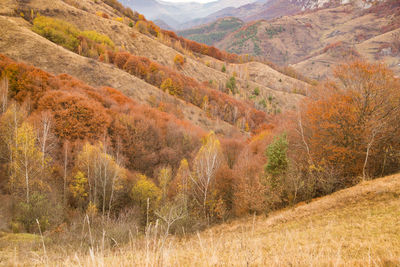 Scenic view of landscape during autumn