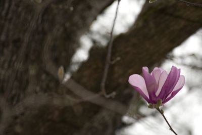 Close-up of pink flower