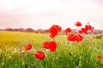 Close-up of red poppy flowers in field